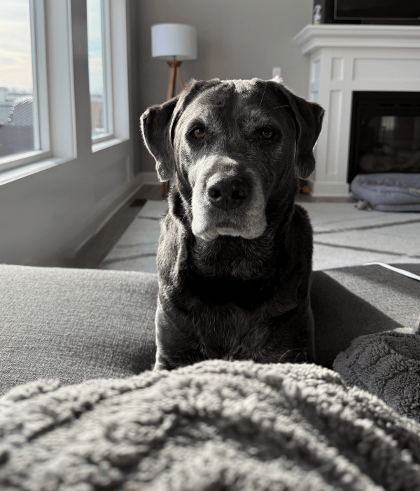 A gray dog sits on a couch in a sunlit living room, beside a cozy blanket and a fireplace, facing the camera.